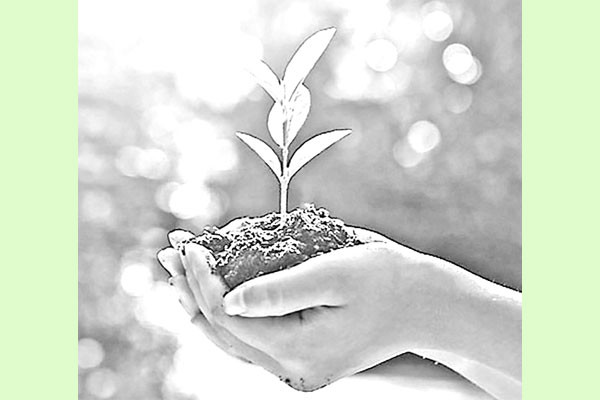 বন ফেরাতে ১৫০০ কোটি টাকার প্রকল্প