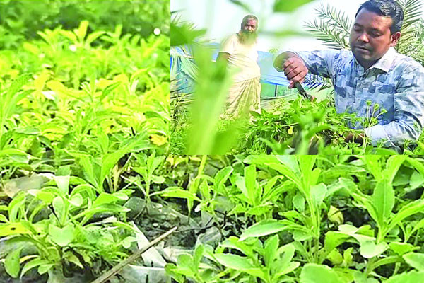 চিনির বিকল্প স্টিভিয়া