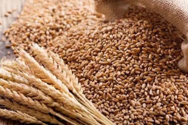 যুক্তরাষ্ট্র থেকে এলো আরও ৬২ হাজার মেট্রিক টন গম