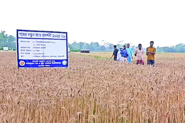 লবণসহিষ্ণু জাতের গমে আশার আলো