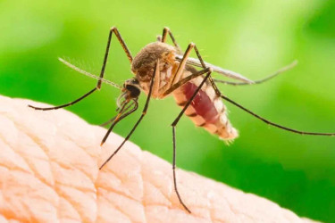 কয়েল বা স্প্রে ছাড়াই ঘরোয়া উপায়েই তাড়ান মশা