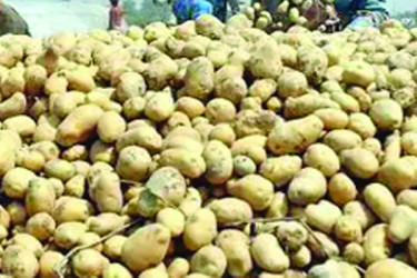 বাংলাদেশের আলু যাবে ভিয়েতনামে