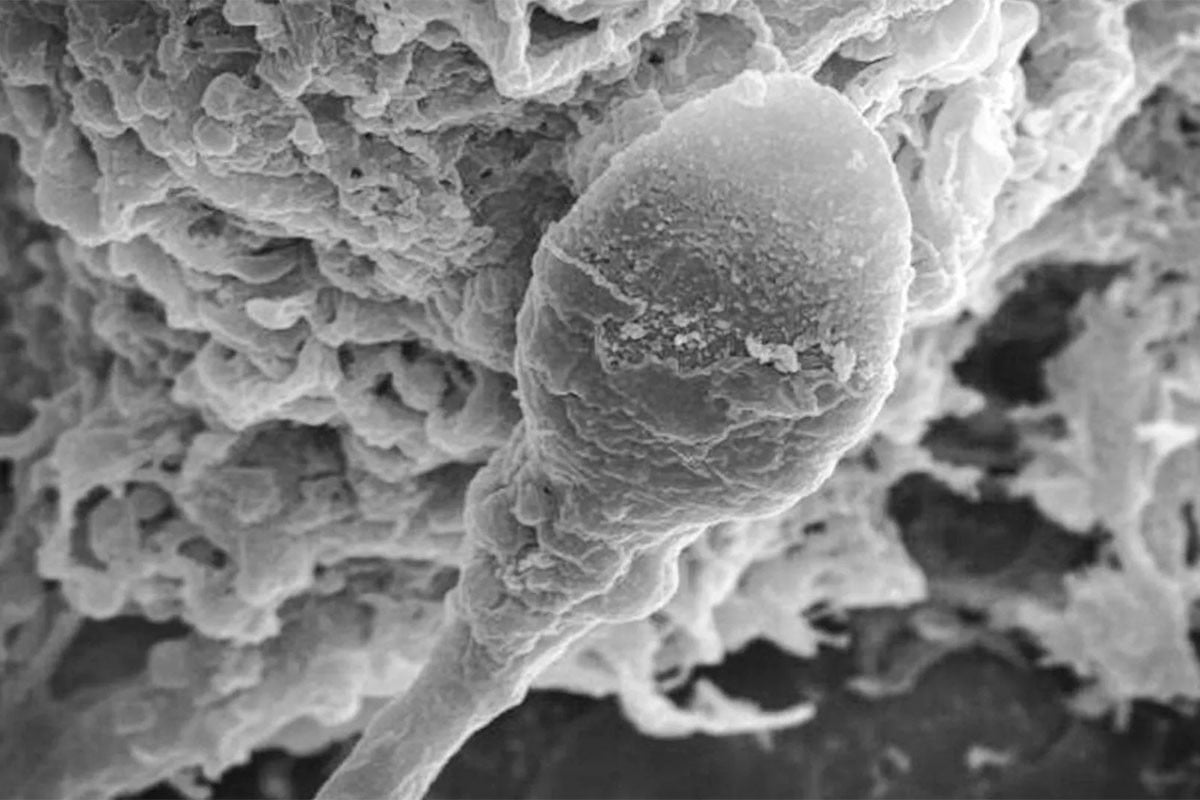 মহাকাশ ভ্রমণ কি প্রভাব ফেলতে পারে প্রজনন ক্ষমতায়? যা বলছে গবেষণা