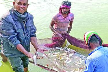 পাবদা মাছ চাষ করে সফল স্থানীয় মৎস্য চাষিরা