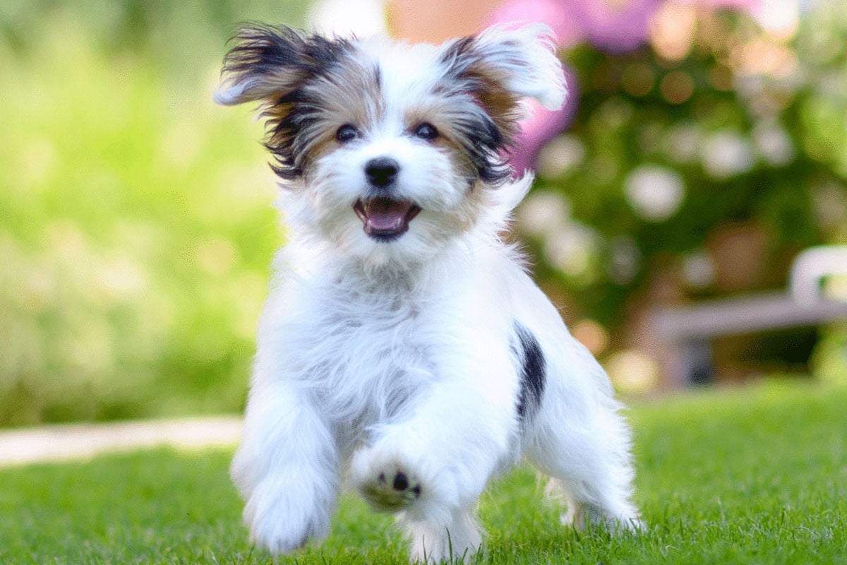 কুকুরছানাকে ‘স্কুলে’ ভর্তি, খরচ দুই লাখ টাকা