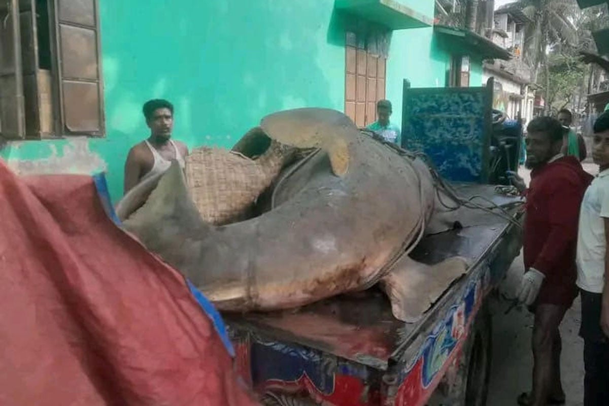 ২৫ মণের দানবাকৃতির ‘খটক মাছ’, বিক্রি আড়াই লাখ টাকায়