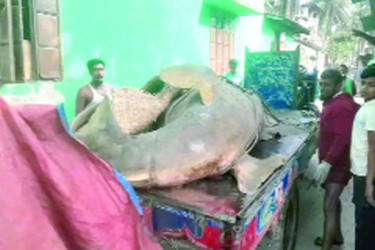 আড়াই লাখ টাকায় বিক্রি ২৫ মণের খটক মাছ