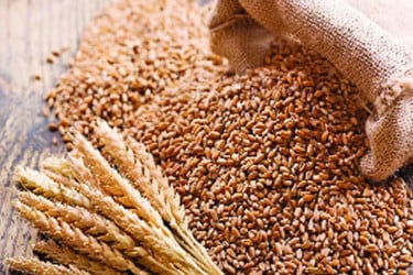 যুক্তরাষ্ট্র থেকে ৬১ হাজার মেট্রিক টন গম নিয়ে জাহাজ চট্টগ্রাম বন্দরে