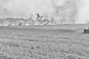 আগুনে পুড়ল ১০০ বিঘার গম