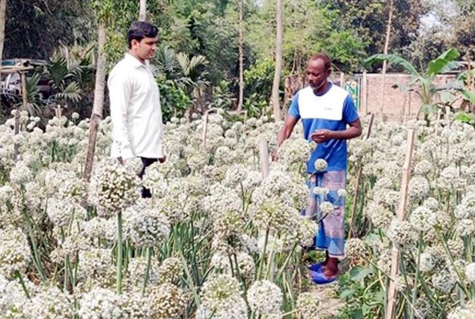 তাহেরপুরী পিঁয়াজ বীজ চাষে লাভের স্বপ্ন বুনছেন কৃষক
