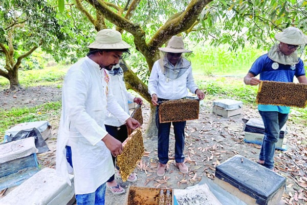 লিচুবাগানে মৌ চাষ