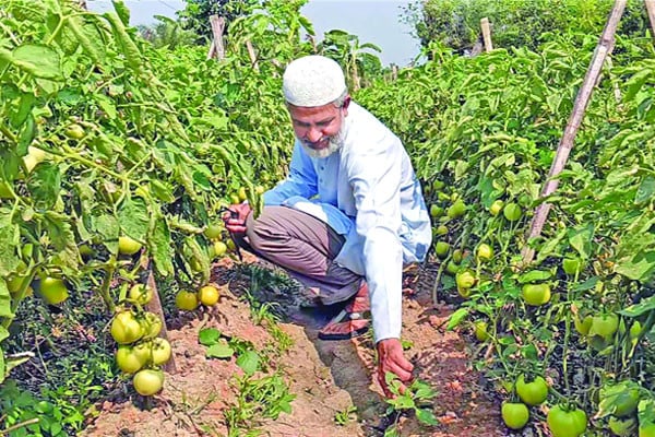 টম্যাটোতেই সফলতা