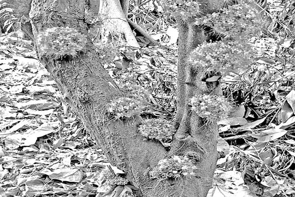 গোড়া থেকে কাণ্ডজুড়ে যে ফুল ফোটে