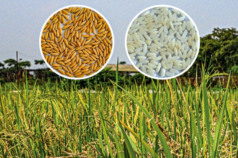 গাকৃবিতে স্বল্পমেয়াদী ও উচ্চ ফলনশীল চিকন ধানের জাত ‘জিএইউ ধান ৪’ উদ্ভাবন