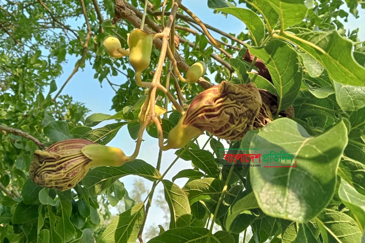 কারমাইকেল কলেজে কাইজেলিয়ার নতুন বংশে ফুটেছে ফুল