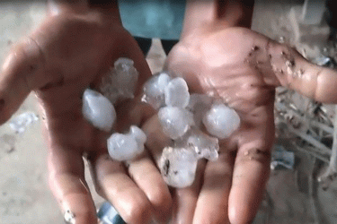 চাঁপাইনবাবগঞ্জে শিলাবৃষ্টিতে আমসহ ফসলের ক্ষতি