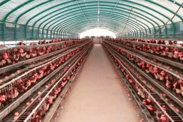 রংপুরে প্রতিটি ডিমে লোকসান, পথে বসার দশা প্রান্তিক খামারিদের