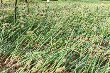 রাজশাহীতে ঝড় ও শিলাবৃষ্টি: মাঠে লুটিয়েছে গম, পেঁয়াজের বীজ ক্ষতিগ্রস্ত