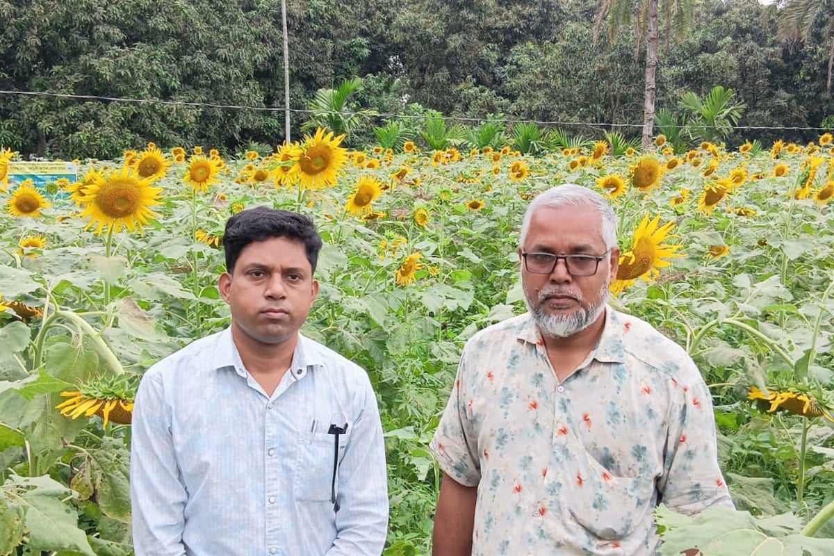 সূর্যমুখীতে বদলাচ্ছে ভাগ্য, সিংড়ার কৃষক জাকিরের স্বপ্ন