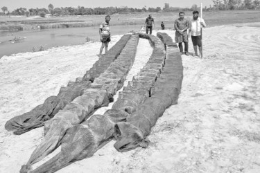 নিষিদ্ধ চায়না দুয়ারি জাল জব্দ