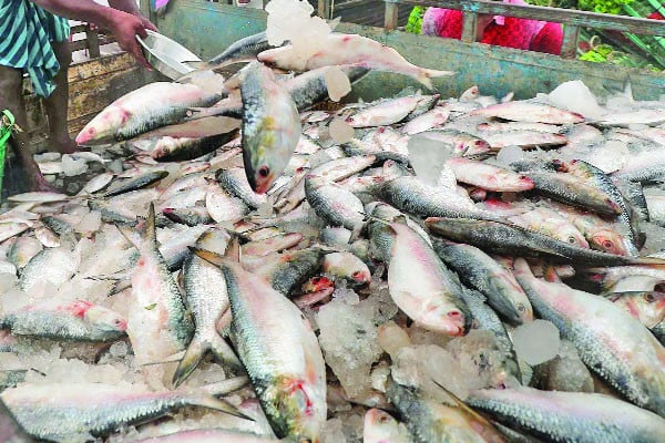 সামনে বৈশাখ চড়া ইলিশ