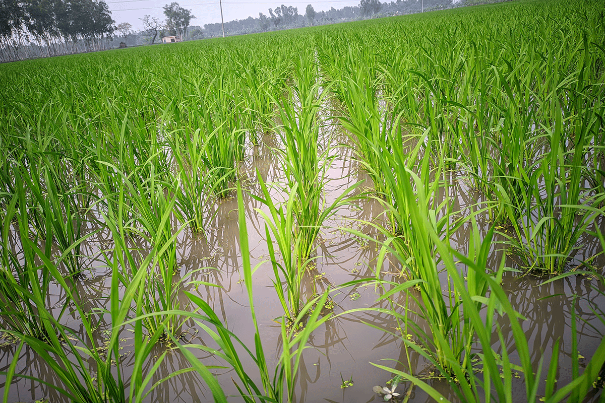 রংপুরের লক্ষ্যমাত্রার চেয়ে বেশি আলু, ভুট্টা উৎপাদন