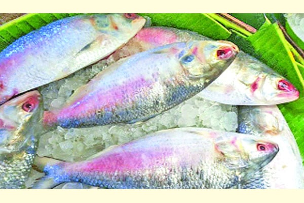 ইলিশের দাম কেজিতে বেড়েছে ৫০০ টাকা