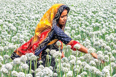 রংপুরে কৃষিতে স্বস্তি