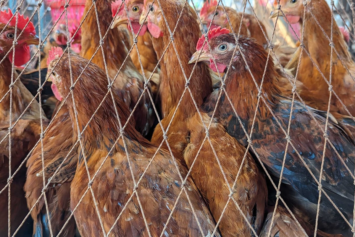 সোনালি মুরগির দাম হু হু করে বাড়ছে কেন?