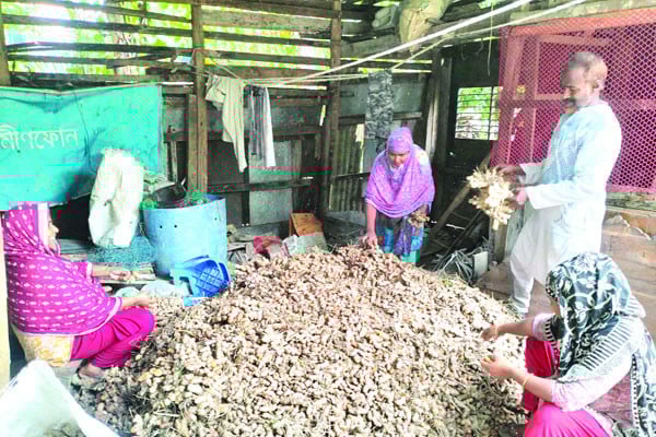 পরিত্যক্ত জমিতে হলুদ চাষ