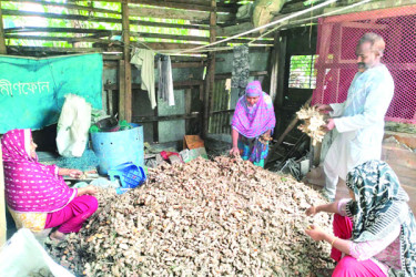 পরিত্যক্ত জমিতে হলুদ চাষ