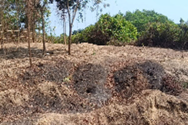 বন নিধনে মেতেছে রোহিঙ্গারা