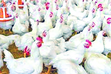 খরচের বোঝায় খাদের কিনারে পোলট্রিশিল্প