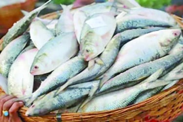 বৈশাখের আগমনে ইলিশে নাভিশ্বাস