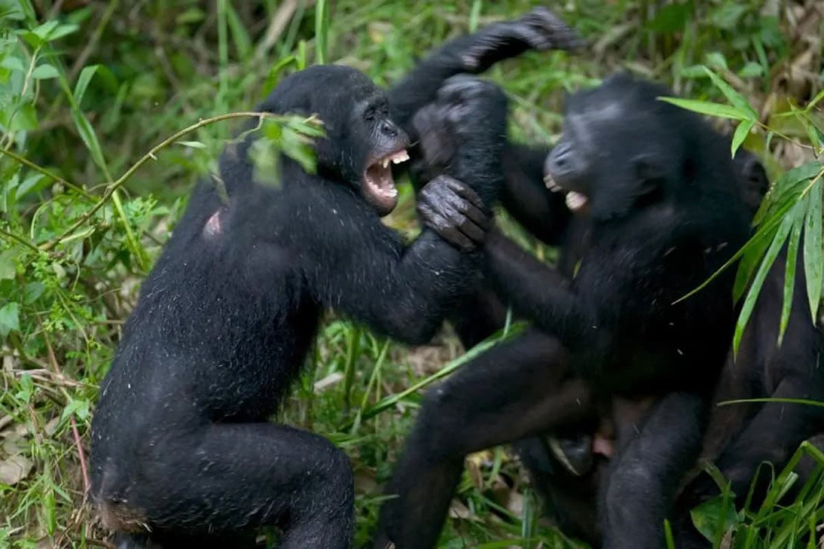 উগান্ডায় শিম্পাঞ্জিদের গৃহযুদ্ধ, ৮ বছরে বহু প্রাণহানি