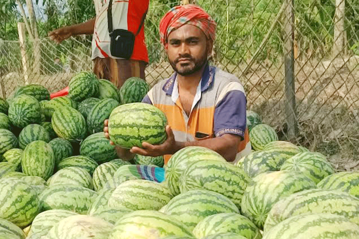 মূলধন হারিয়েছেন তরমুজ চাষিরা