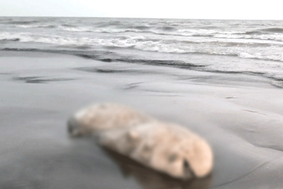 কুয়াকাটায় আবারও ইরাবতী ডলফিনের মরদেহ