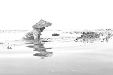 পানিতে ডুবেছে কৃষকের স্বপ্ন