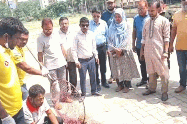 লাকসামে বেওয়ারিশ কুকুরকে ভ্যাক্সিনেশন