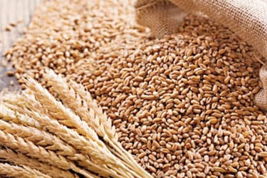 ভারত থেকে এলো ১১৬ টন গম