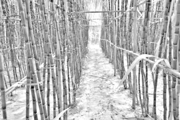 বাণিজ্যিকভিত্তিতে আখ চাষ