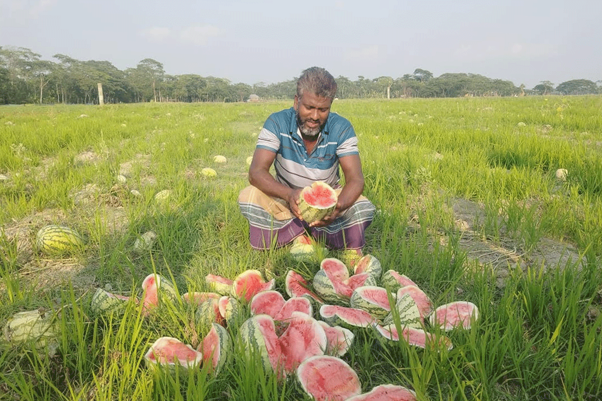 বরগুনায় ৮ বিঘার তরমুজ ক্ষেত নষ্ট, থানায় অভিযোগ