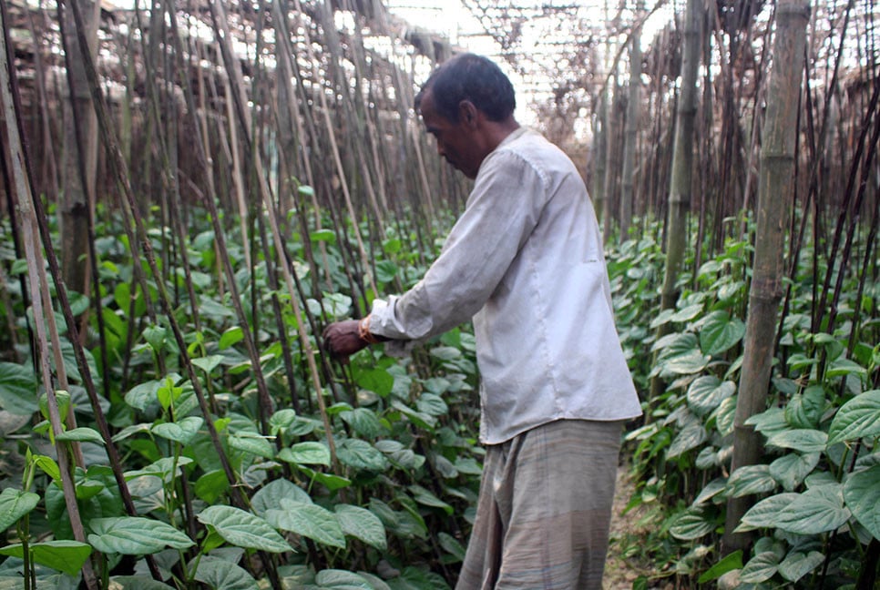 নওগাঁর তিন গ্রাম এখন পানের রাজ্য