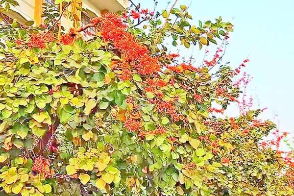 ইবি ক্যাম্পাসে ফুলের সাম্রাজ্য