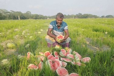 বরগুনায় ৮ বিঘার তরমুজ ক্ষেত নষ্ট, থানায় অভিযোগ