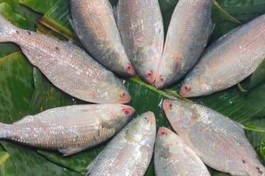 বৈশাখ সামনে রেখে ইলিশের বাজারে আগুন, মণপ্রতি দাম ছাড়ালো লাখ টাকা