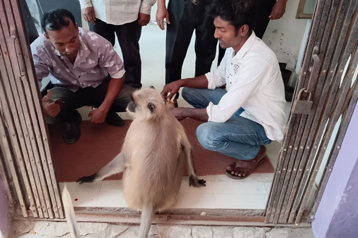 যশোরে রক্তাক্ত ক্ষত নিয়ে হাসপাতালে হনুমান