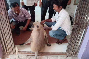 যশোরে রক্তাক্ত ক্ষত নিয়ে হাসপাতালে হনুমান