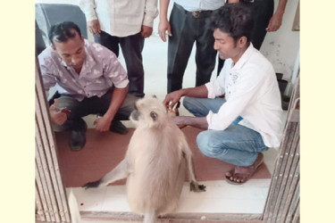যশোরে চিকিৎসার জন্য হাসপাতালে হাজির হনুমান