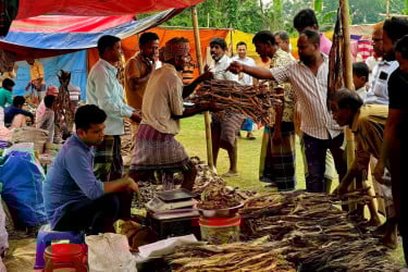 নাসিরনগরে ঐতিহ্যবাহী শুটকি মেলায় ক্রেতাদের ভিড়, কমেছে পণ্য বিনিময় প্রথা